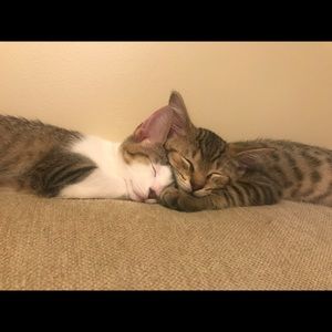 Meet your Posher, Sam